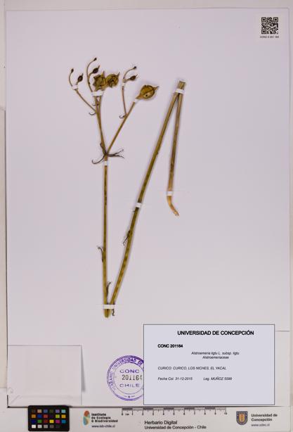 Alstroemeria ligtu subsp. ligtu [Espécimen: UDEC:CONC:0201164]