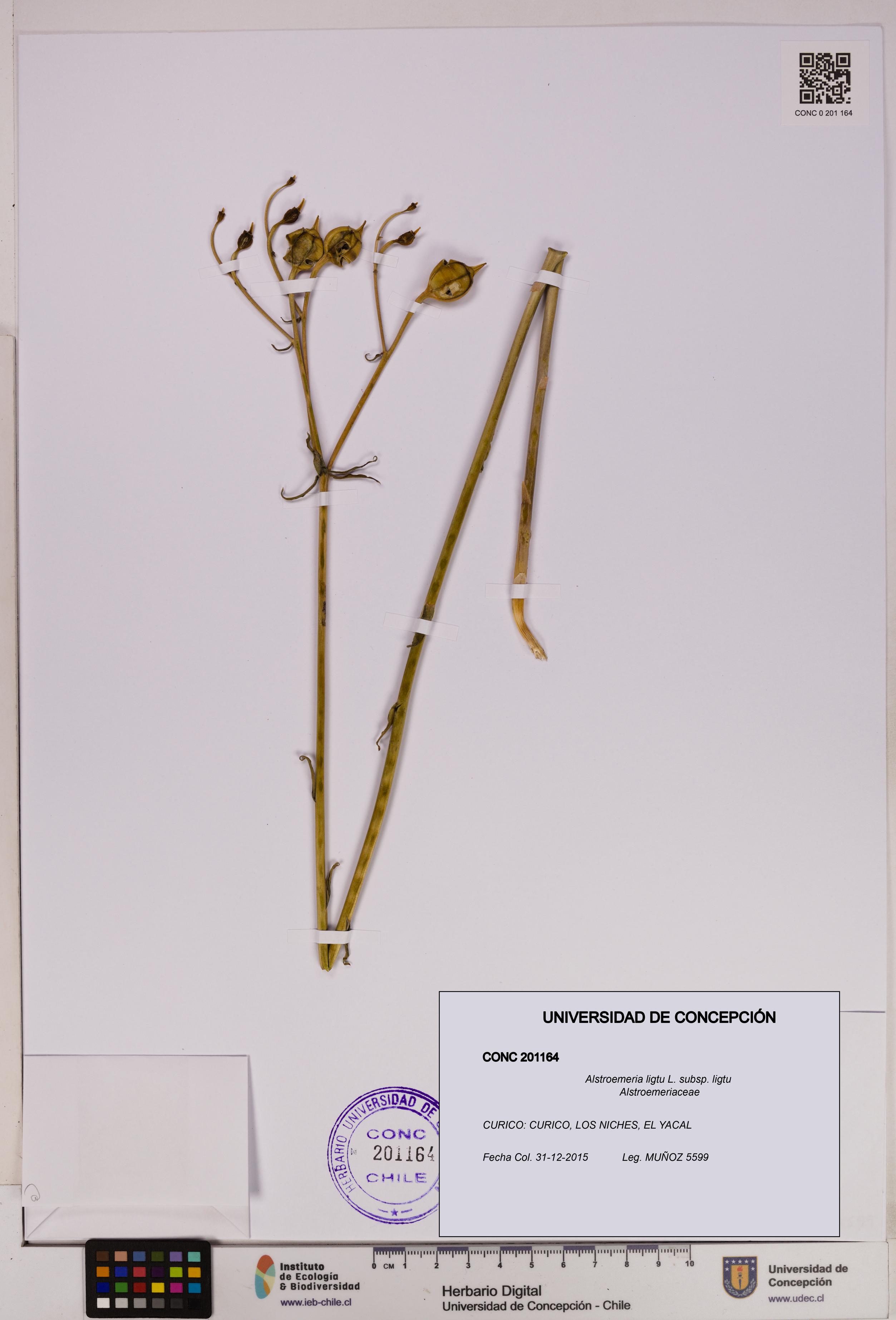 Alstroemeria ligtu subsp. ligtu [Espécimen: UDEC:CONC:0201164]