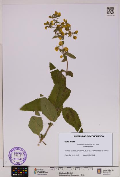 Calceolaria talcana [Espécimen: UDEC:CONC:0201165]