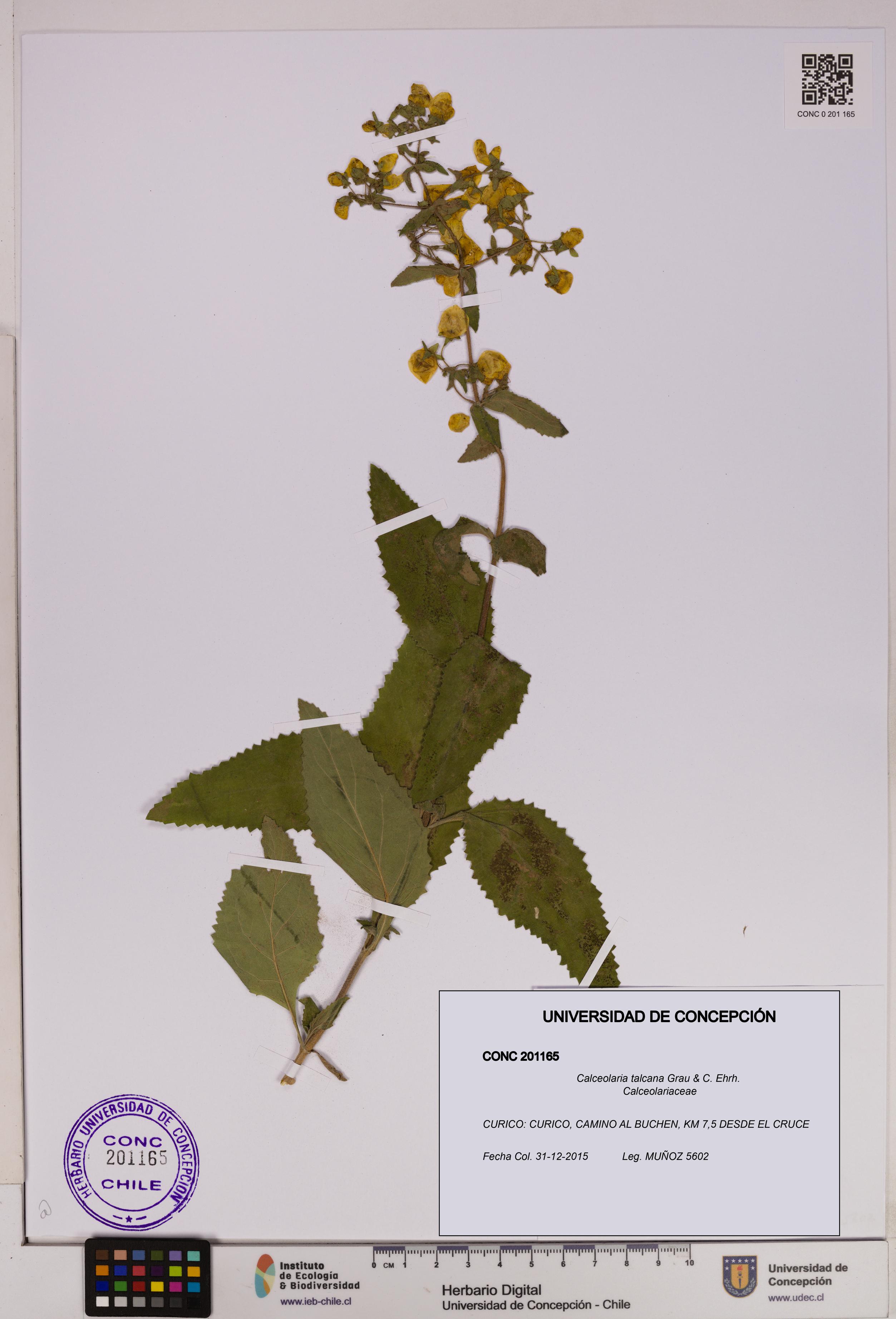 Calceolaria talcana [Espécimen: UDEC:CONC:0201165]