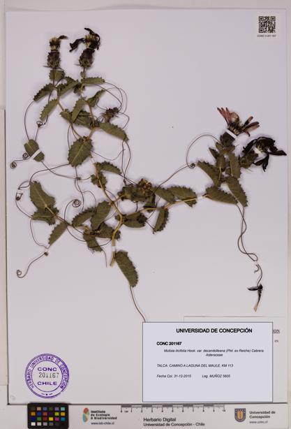 Mutisia ilicifolia [Espécimen: UDEC:CONC:0201167]