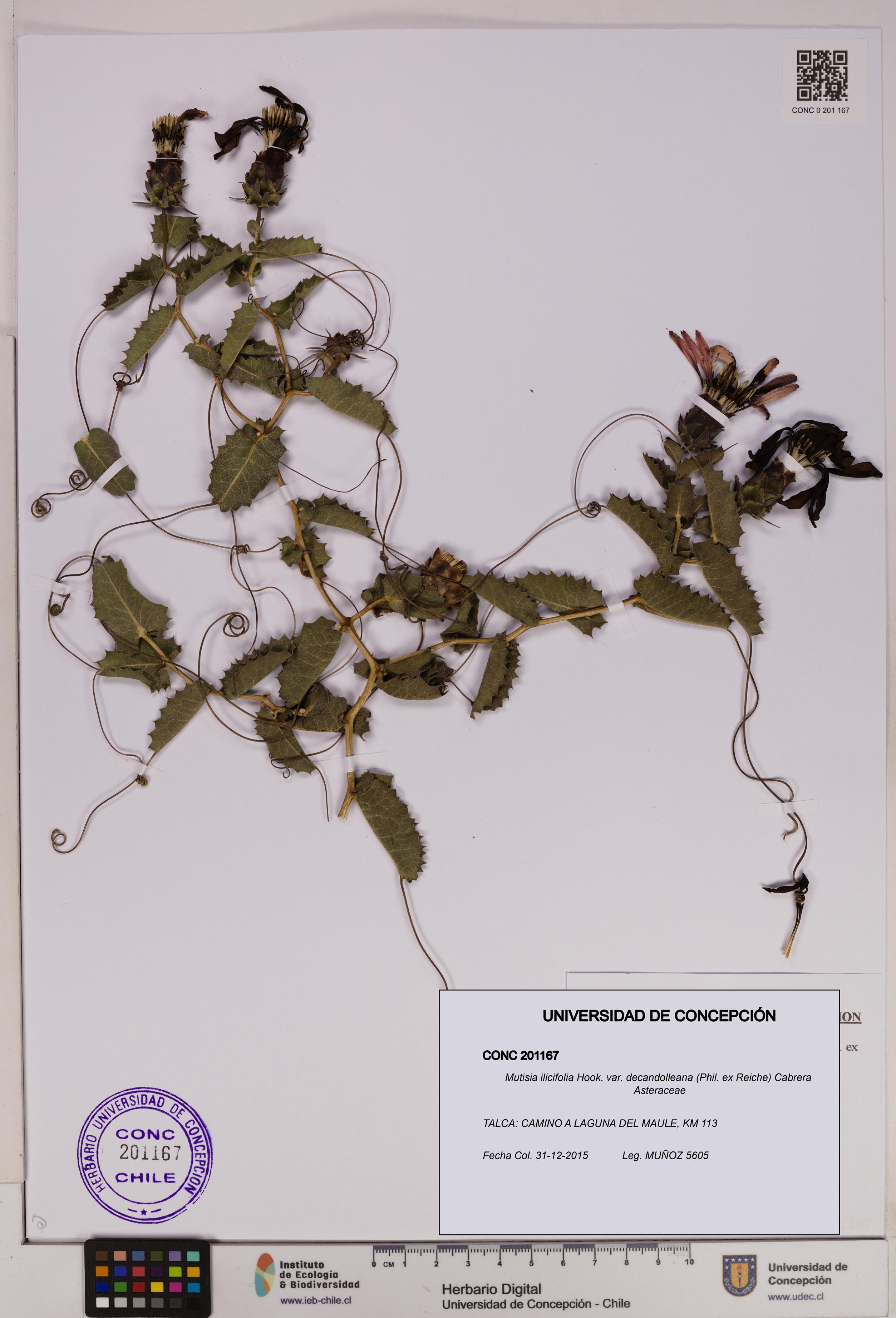 Mutisia ilicifolia [Espécimen: UDEC:CONC:0201167]