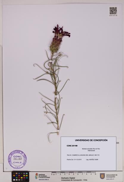 Mutisia subulata [Espécimen: UDEC:CONC:0201168]