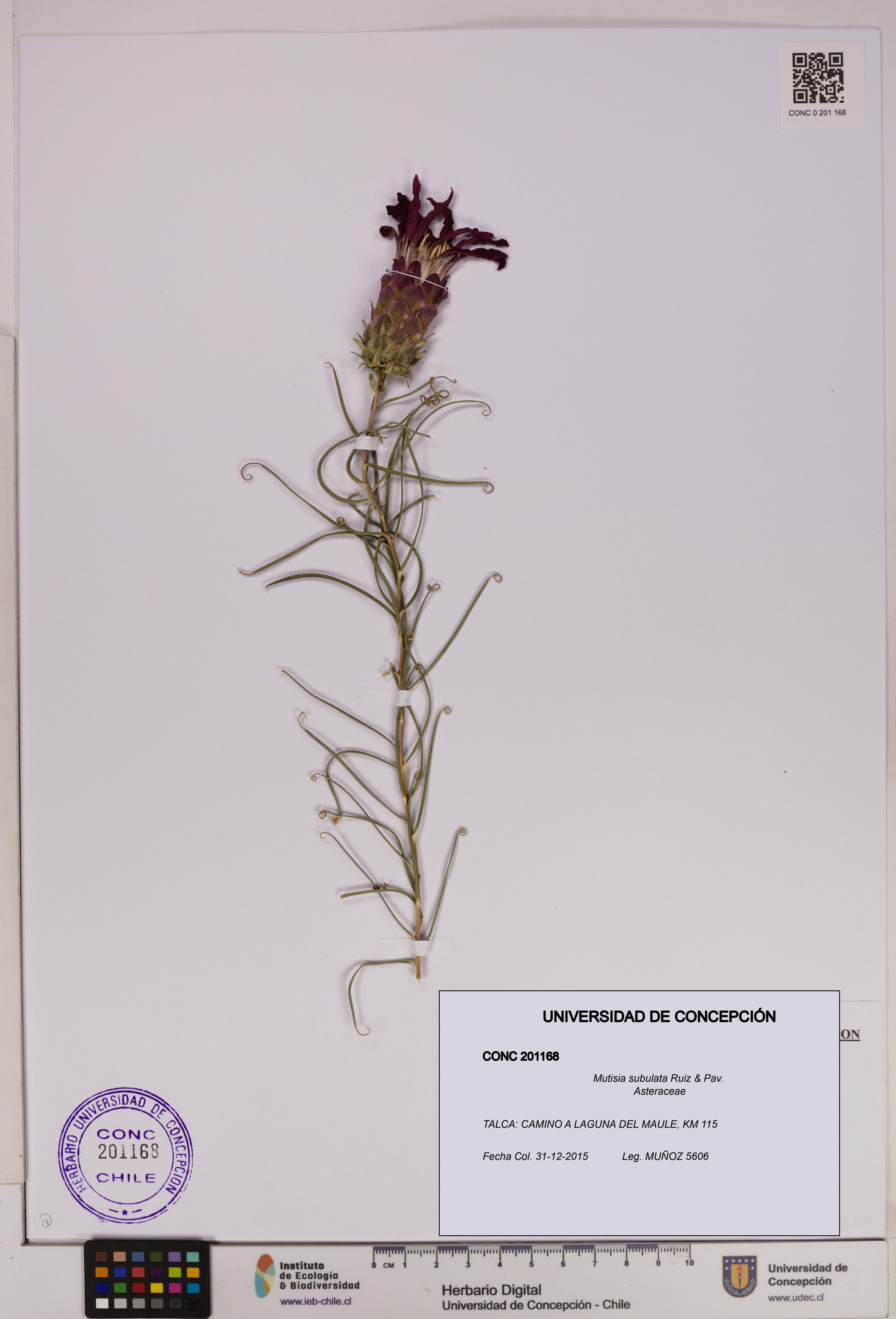 Mutisia subulata [Espécimen: UDEC:CONC:0201168]