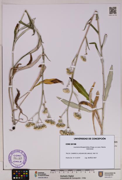 Leucheria lithospermifolia [Espécimen: UDEC:CONC:0201169]