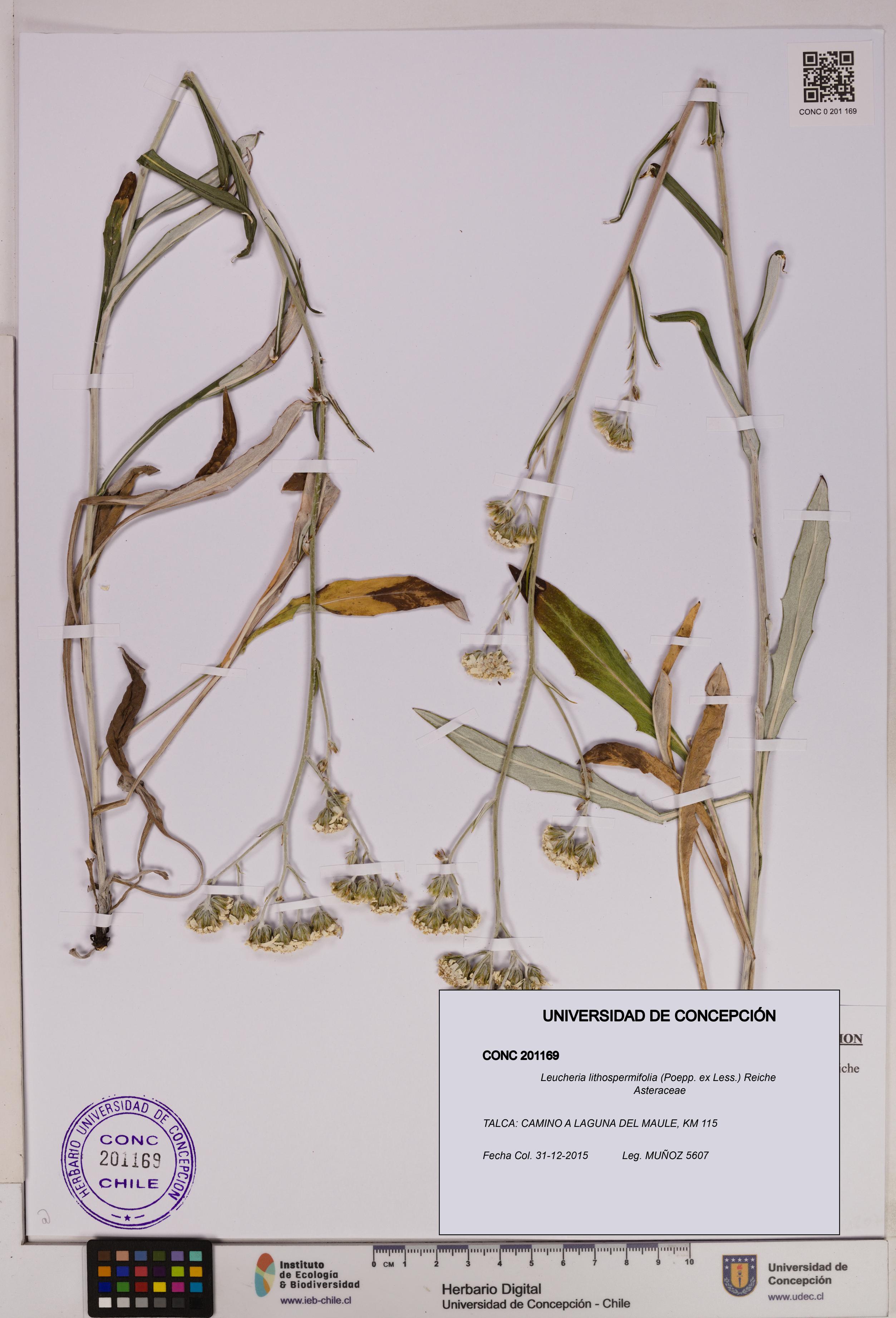 Leucheria lithospermifolia [Espécimen: UDEC:CONC:0201169]