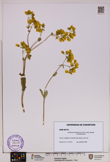 Calceolaria dentata subsp. dentata [Espécimen: UDEC:CONC:0201170]