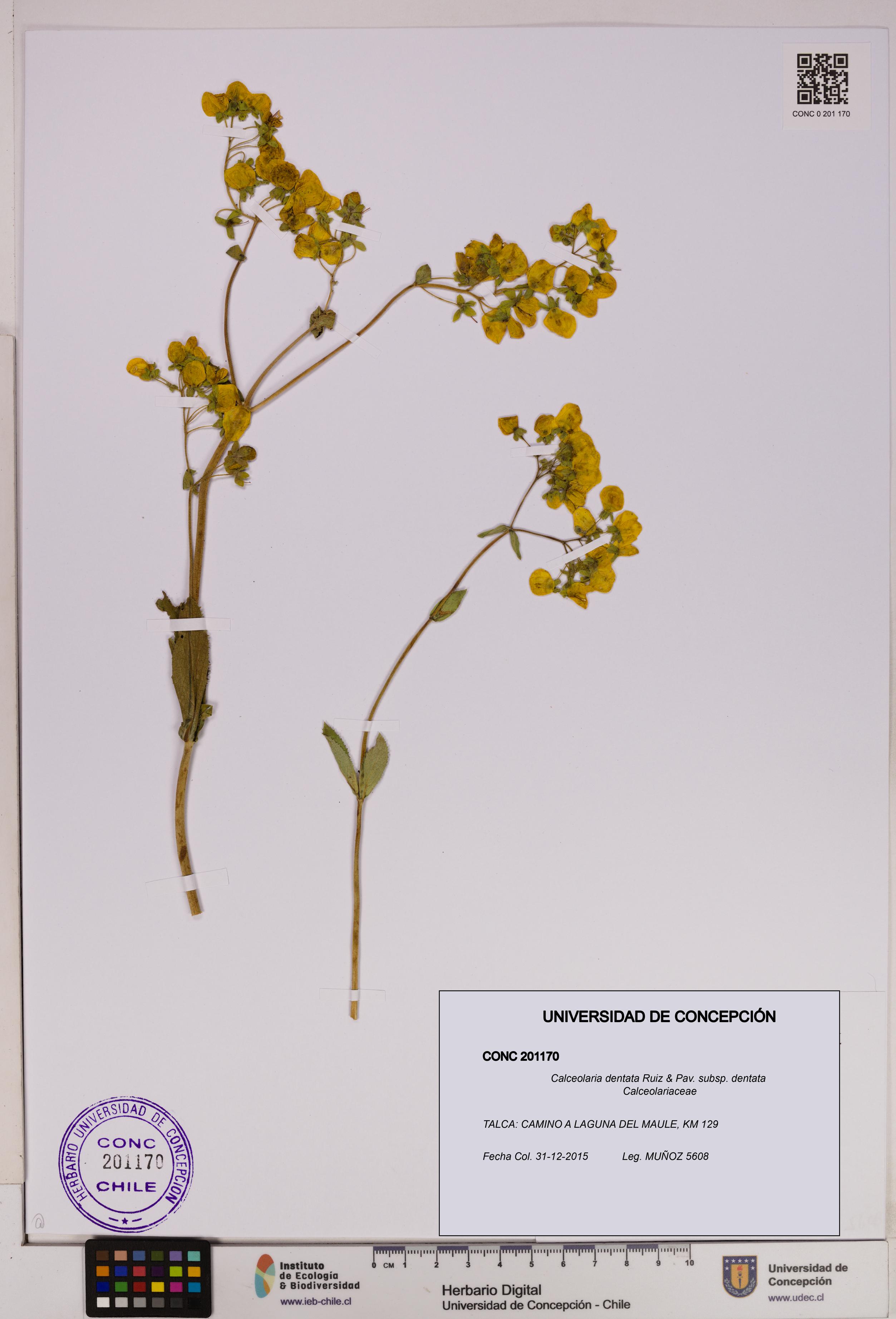 Calceolaria dentata subsp. dentata [Espécimen: UDEC:CONC:0201170]