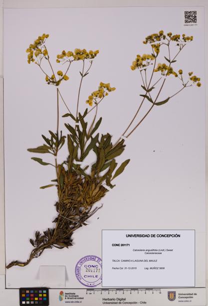 Calceolaria angustifolia [Espécimen: UDEC:CONC:0201171]