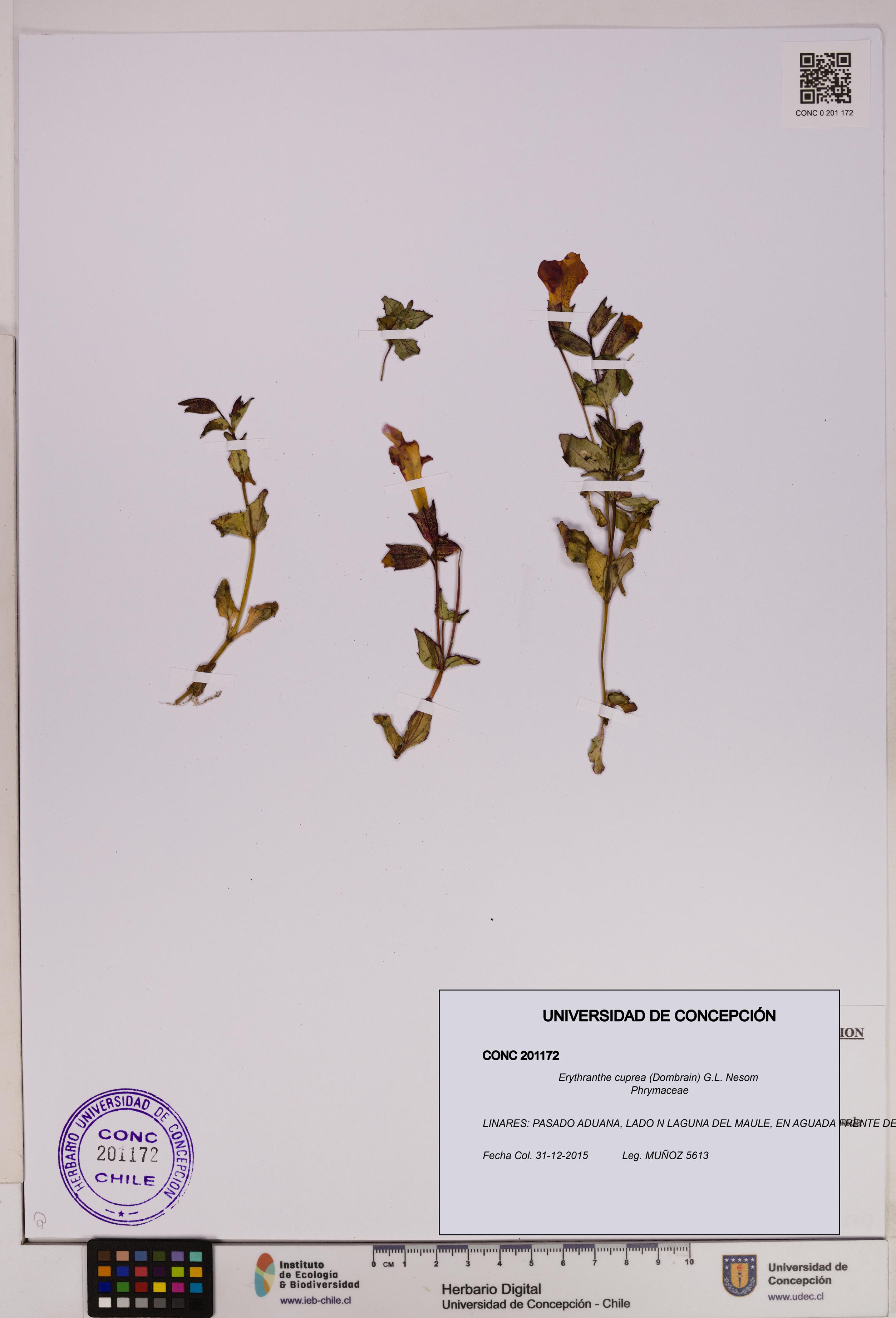 Erythranthe cuprea [Espécimen: UDEC:CONC:0201172]
