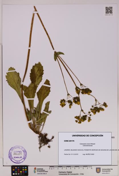 Calceolaria recta [Espécimen: UDEC:CONC:0201174]