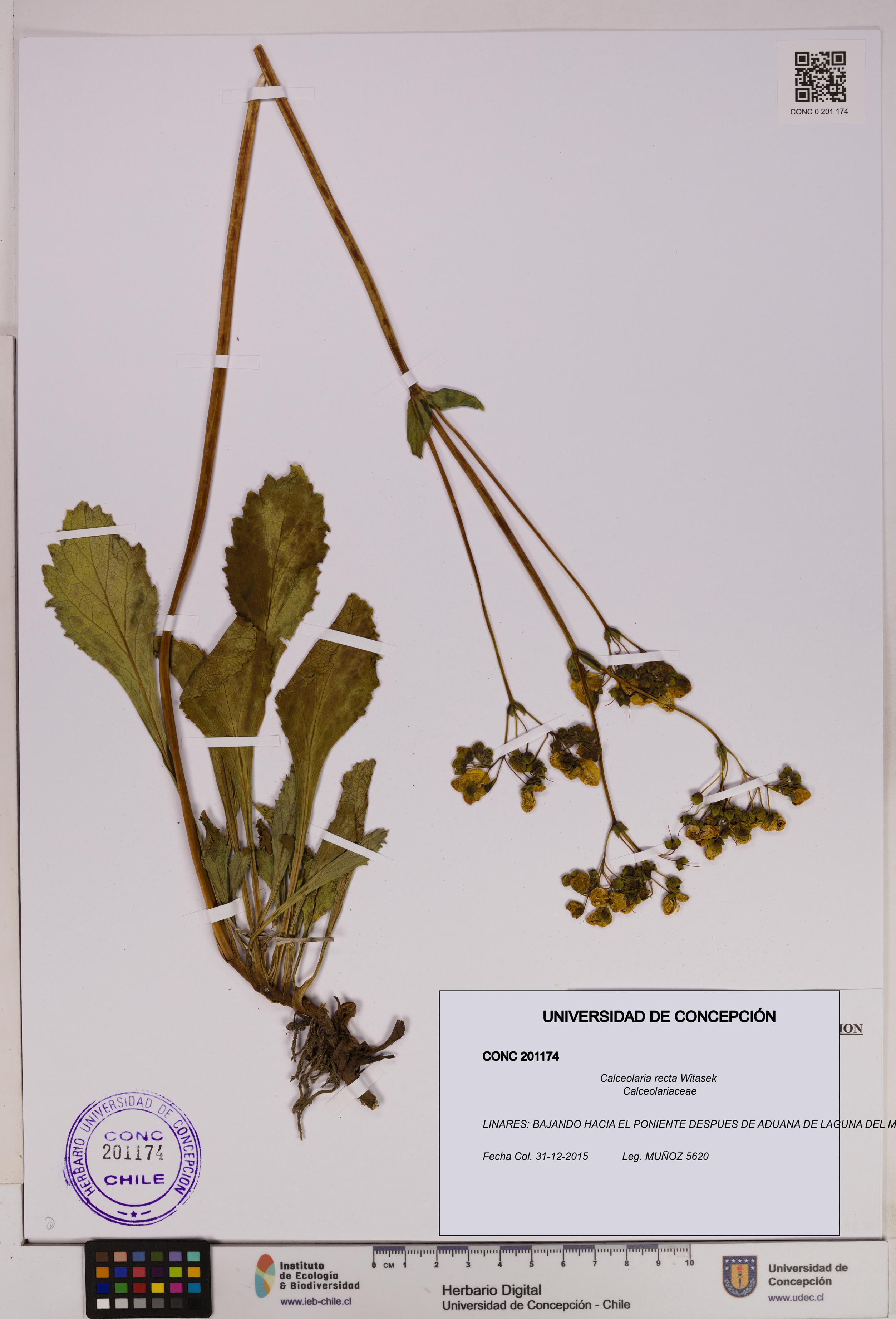 Calceolaria recta [Espécimen: UDEC:CONC:0201174]