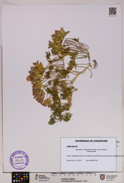 Tropaeolum myriophyllum [Espécimen: UDEC:CONC:0201175]