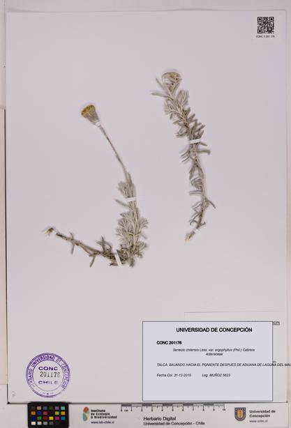 Senecio chilensis var. argophyllus [Espécimen: UDEC:CONC:0201176]