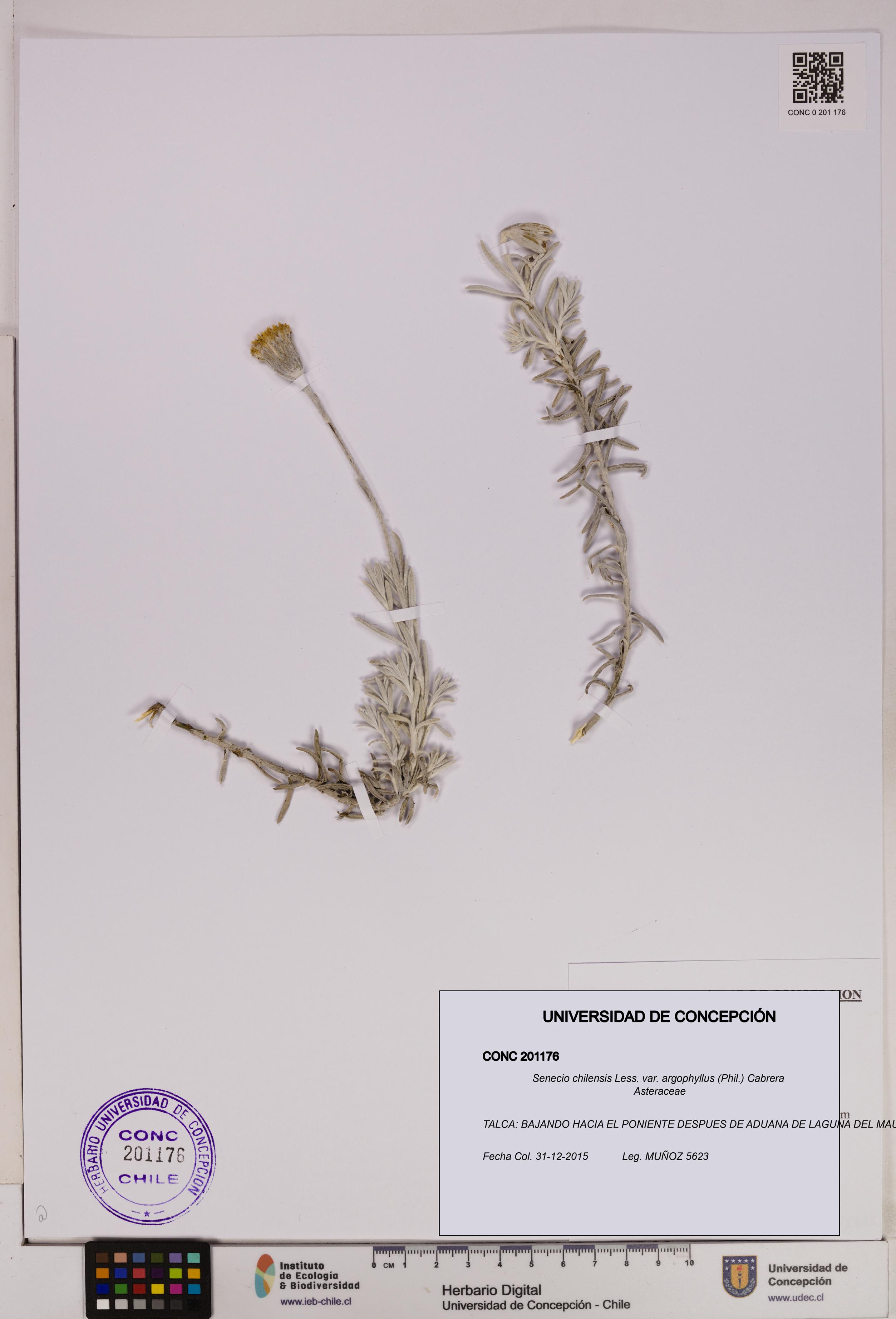 Senecio chilensis var. argophyllus [Espécimen: UDEC:CONC:0201176]