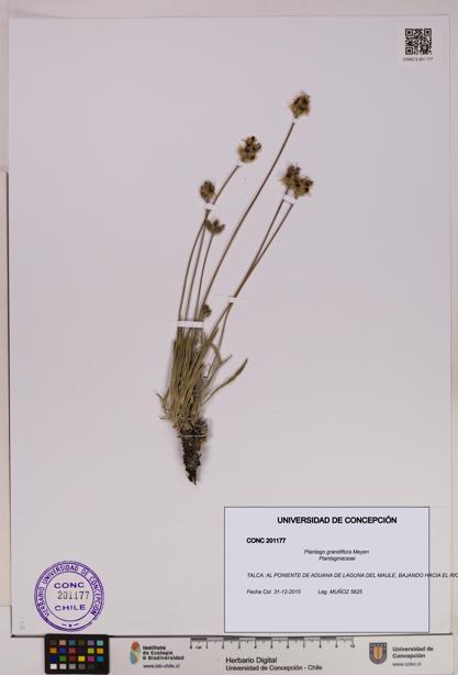 Plantago grandiflora [Espécimen: UDEC:CONC:0201177]