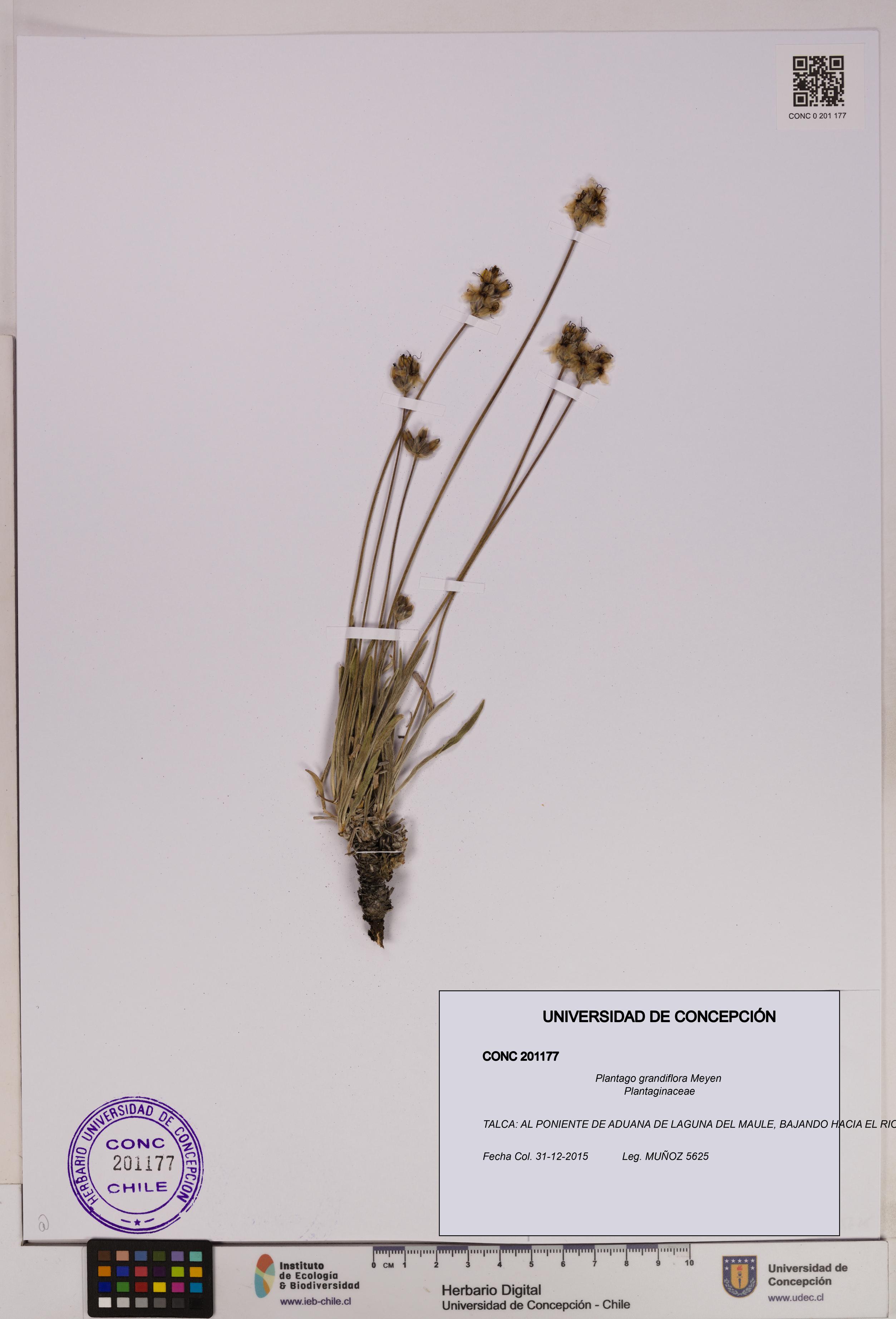 Plantago grandiflora [Espécimen: UDEC:CONC:0201177]