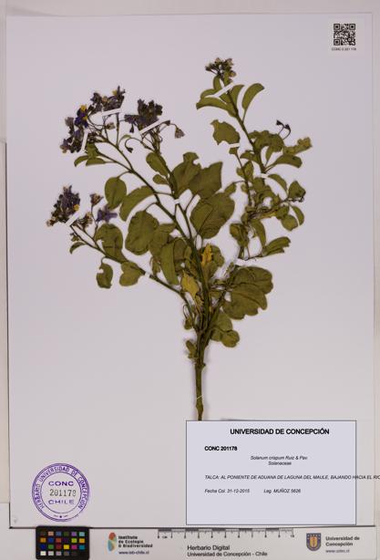 Solanum crispum [Espécimen: UDEC:CONC:0201178]