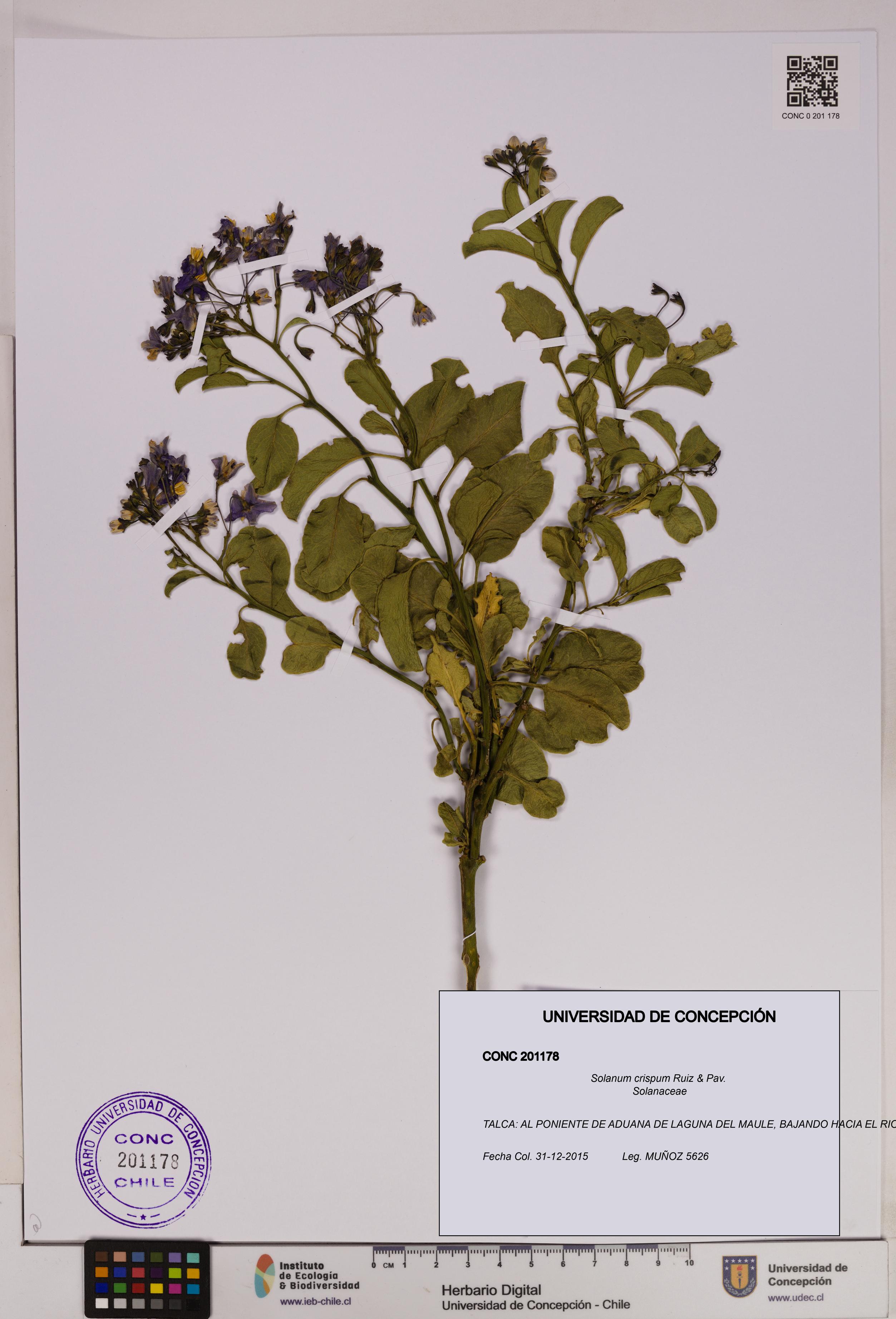Solanum crispum [Espécimen: UDEC:CONC:0201178]