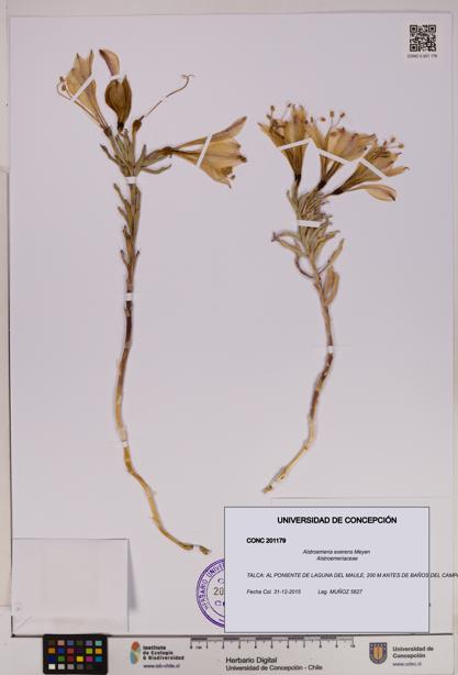Alstroemeria exerens [Espécimen: UDEC:CONC:0201179]