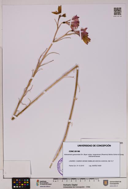 Alstroemeria garaventae subsp. longaviensis [Espécimen: UDEC:CONC:0201180]