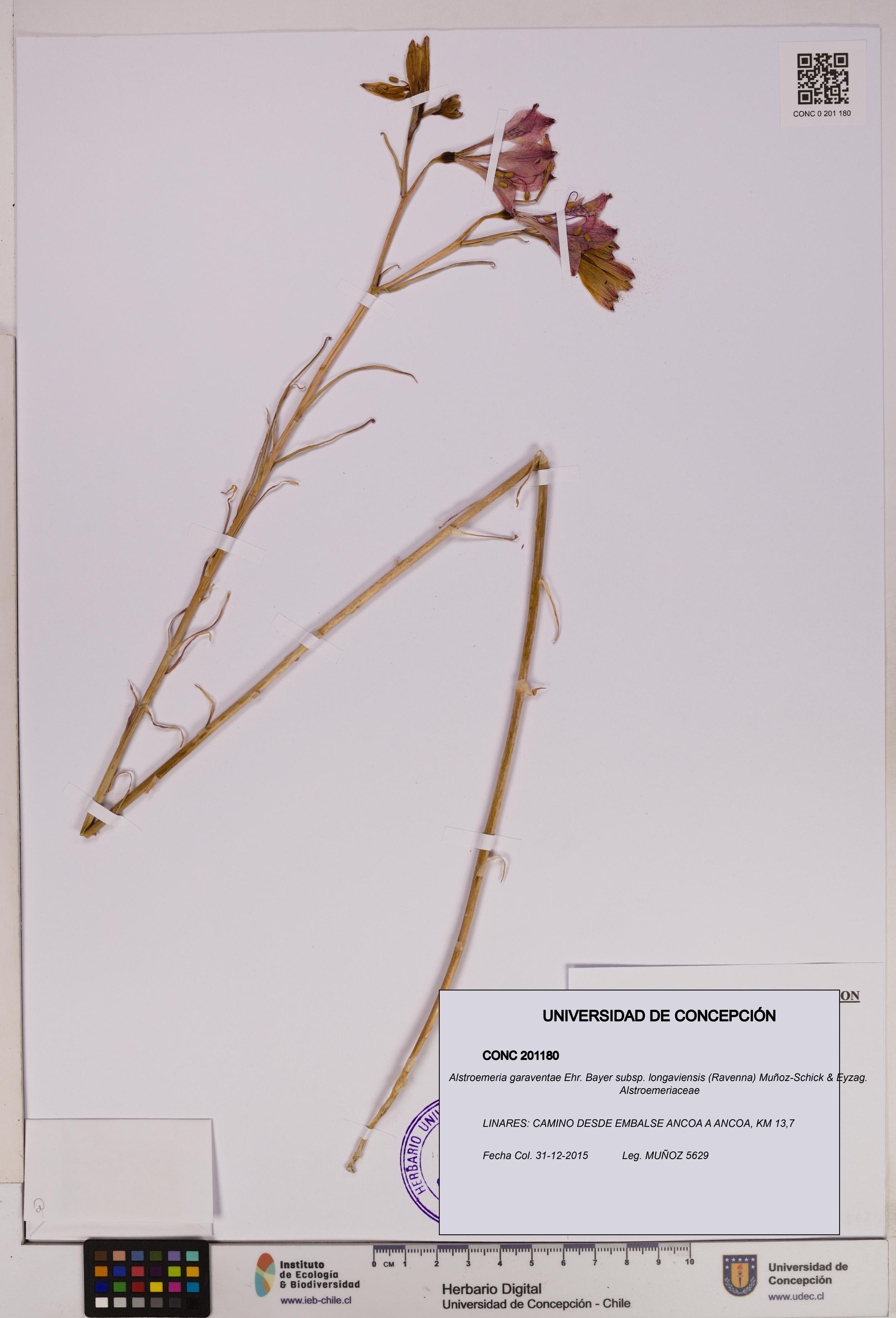 Alstroemeria garaventae subsp. longaviensis [Espécimen: UDEC:CONC:0201180]