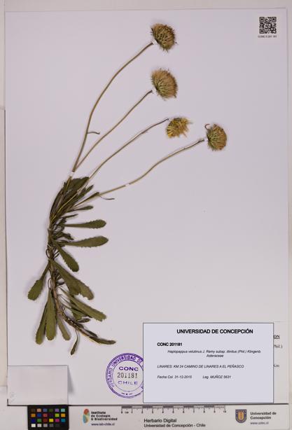 Haplopappus velutinus subsp. illinitus [Espécimen: UDEC:CONC:0201181]