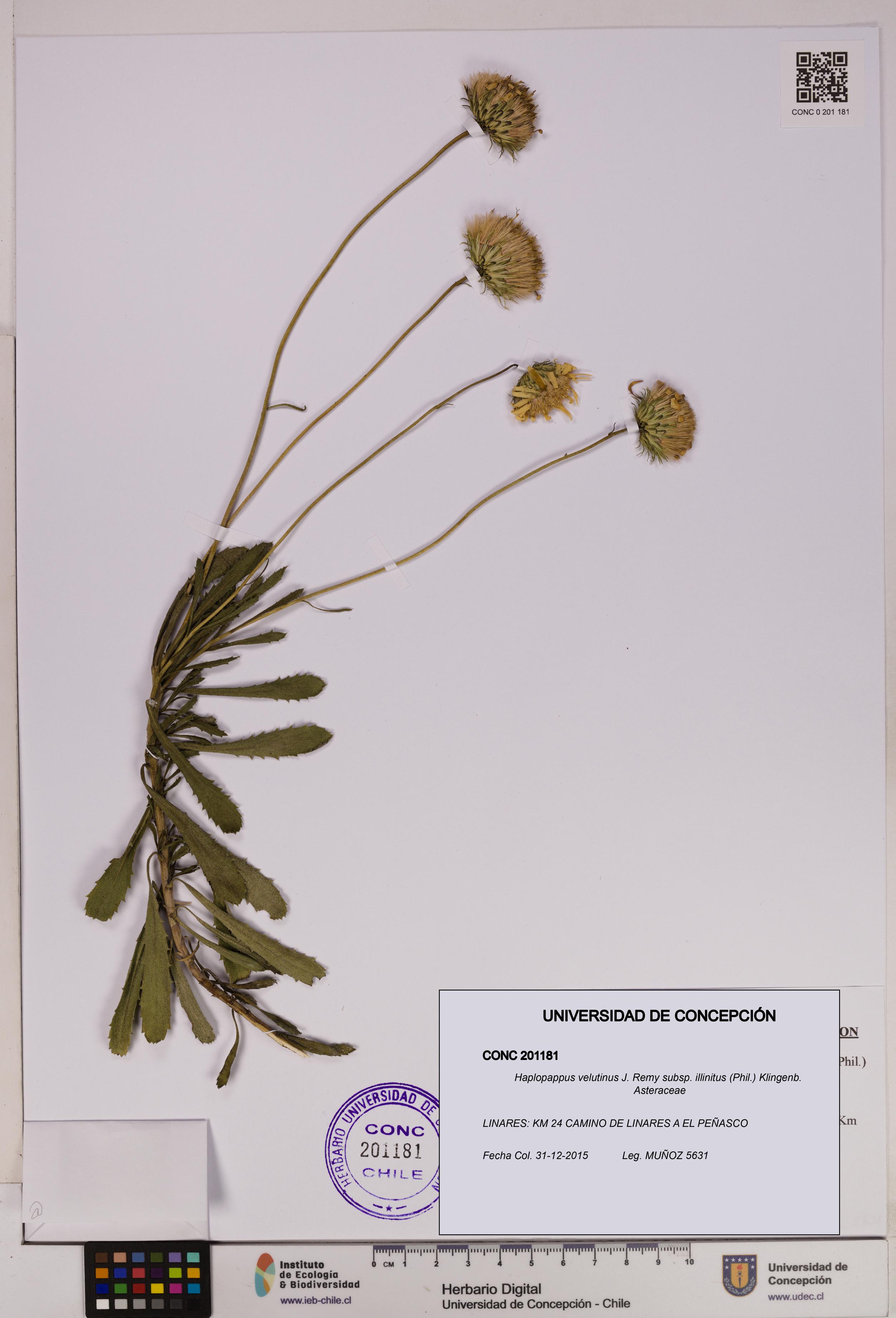 Haplopappus velutinus subsp. illinitus [Espécimen: UDEC:CONC:0201181]
