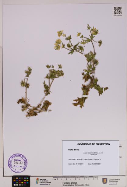 Loasa prostrata [Espécimen: UDEC:CONC:0201182]