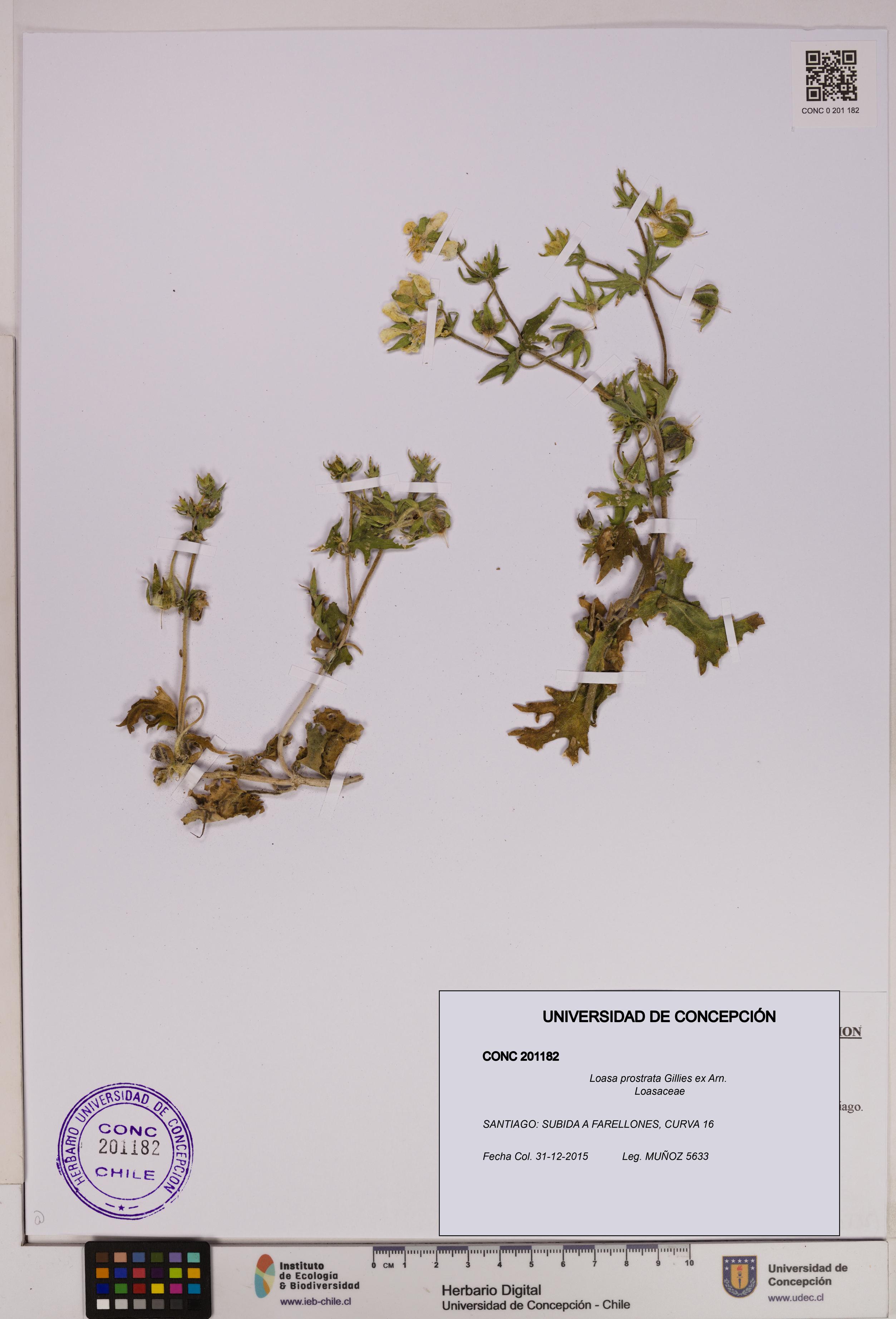 Loasa prostrata [Espécimen: UDEC:CONC:0201182]