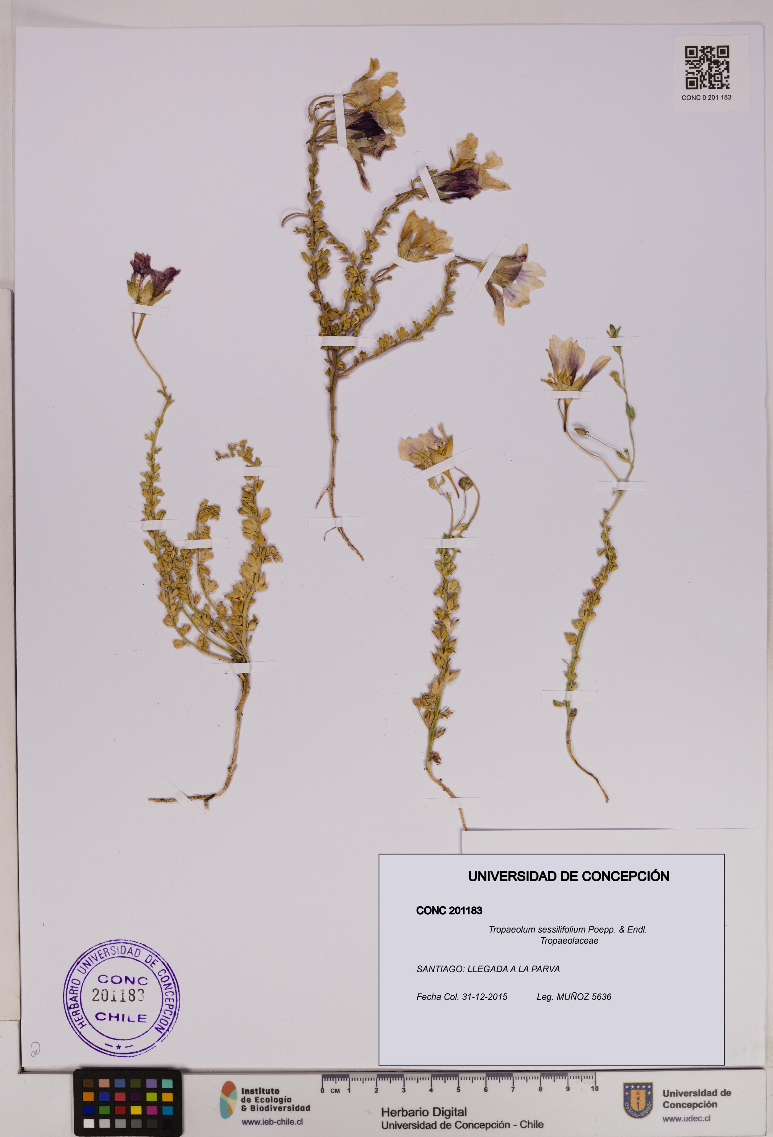 Tropaeolum sessilifolium [Espécimen: UDEC:CONC:0201183]