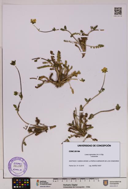 Loasa sigmoidea [Espécimen: UDEC:CONC:0201184]