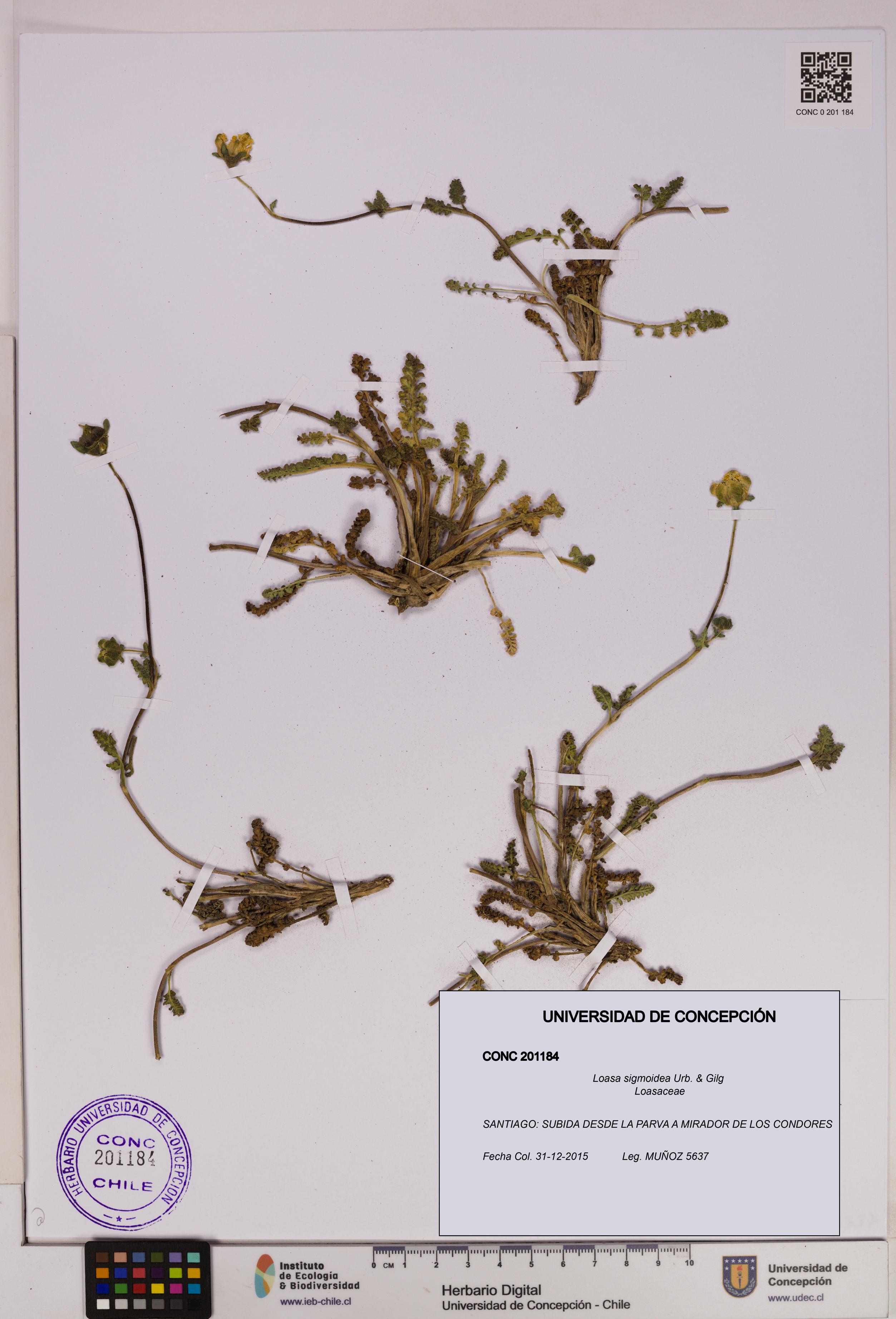 Loasa sigmoidea [Espécimen: UDEC:CONC:0201184]