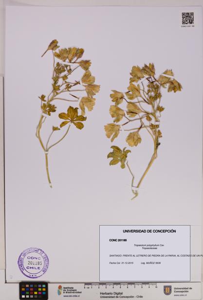 Tropaeolum polyphyllum [Espécimen: UDEC:CONC:0201185]