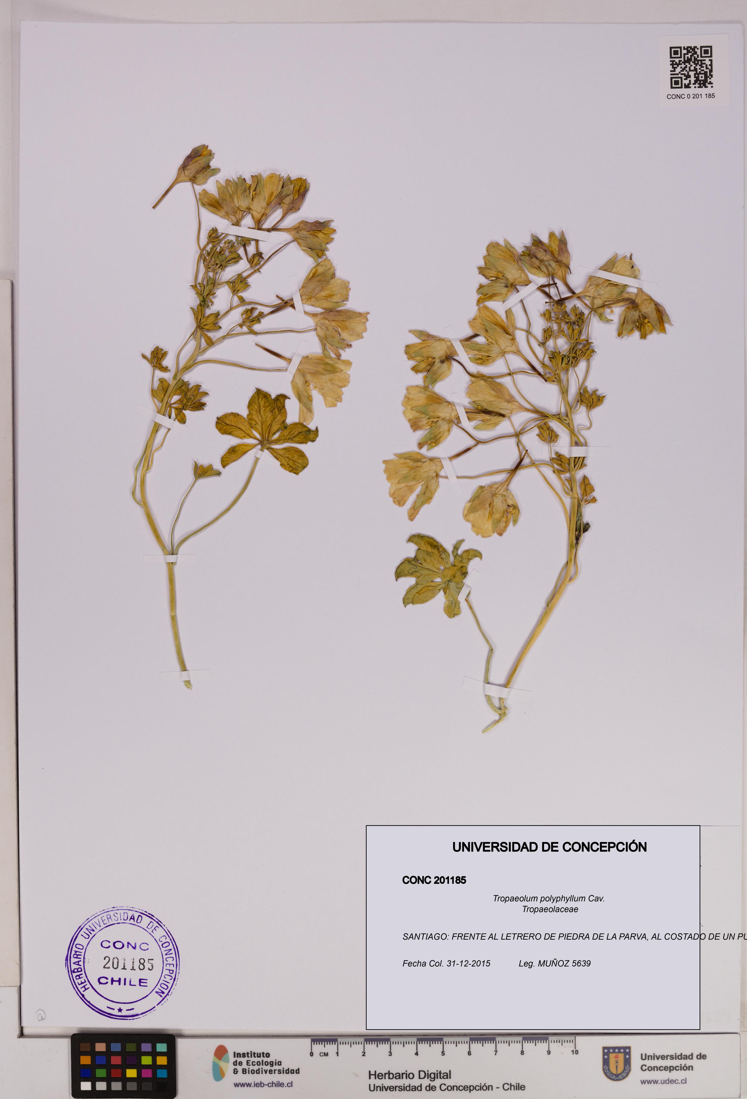 Tropaeolum polyphyllum [Espécimen: UDEC:CONC:0201185]