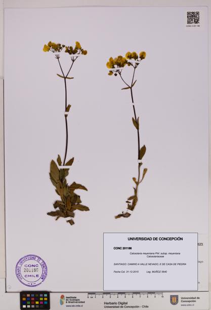 Calceolaria meyeniana subsp. meyeniana [Espécimen: UDEC:CONC:0201186]