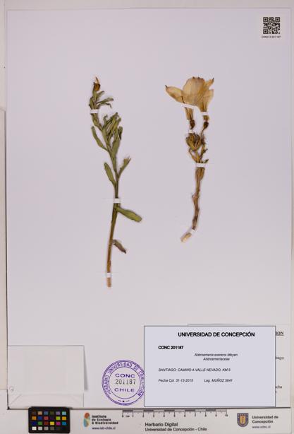 Alstroemeria exerens [Espécimen: UDEC:CONC:0201187]
