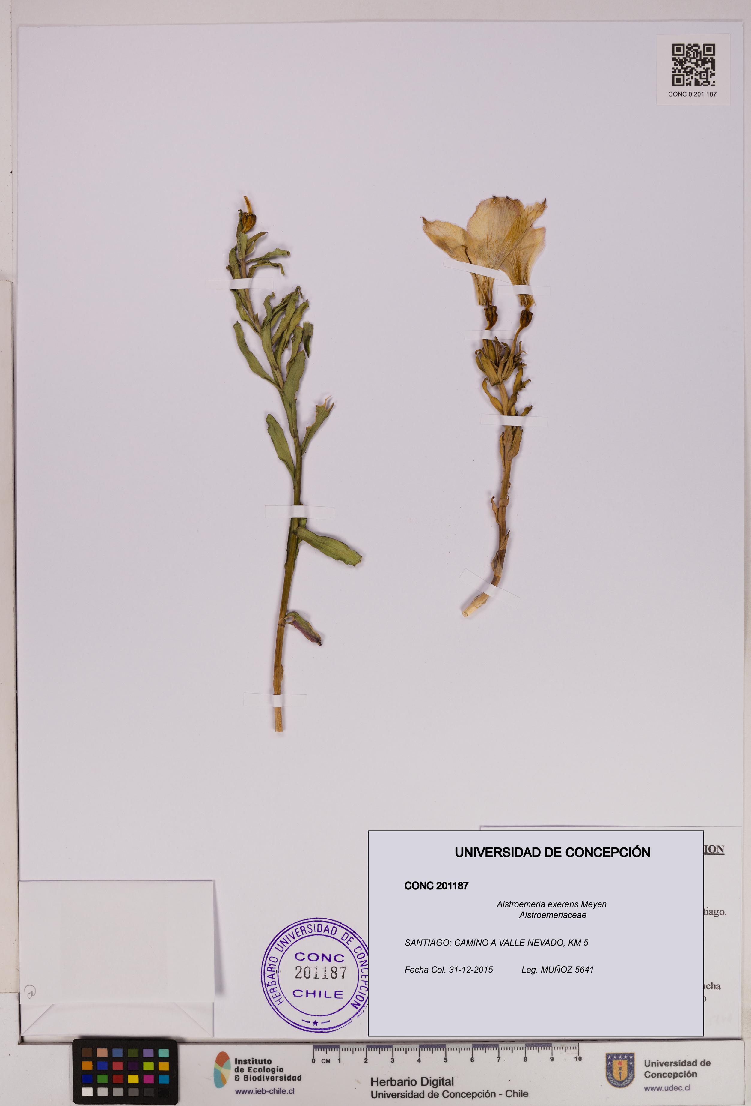Alstroemeria exerens [Espécimen: UDEC:CONC:0201187]
