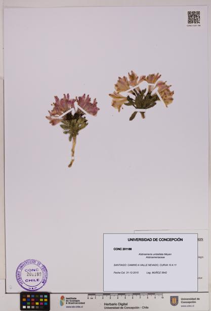 Alstroemeria umbellata [Espécimen: UDEC:CONC:0201188]