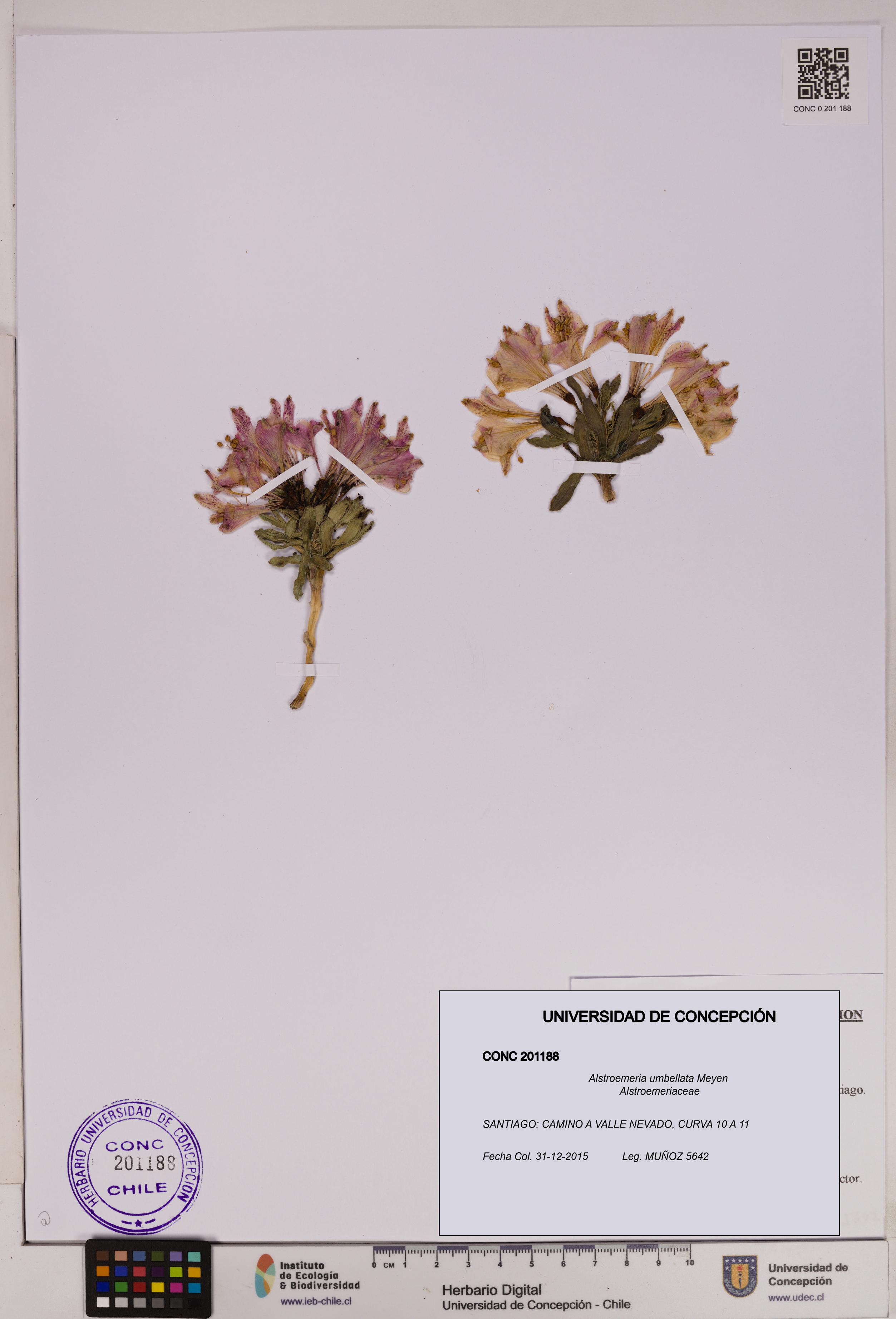 Alstroemeria umbellata [Espécimen: UDEC:CONC:0201188]