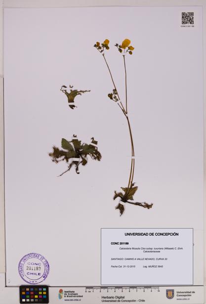 Calceolaria filicaulis subsp. luxurians [Espécimen: UDEC:CONC:0201189]