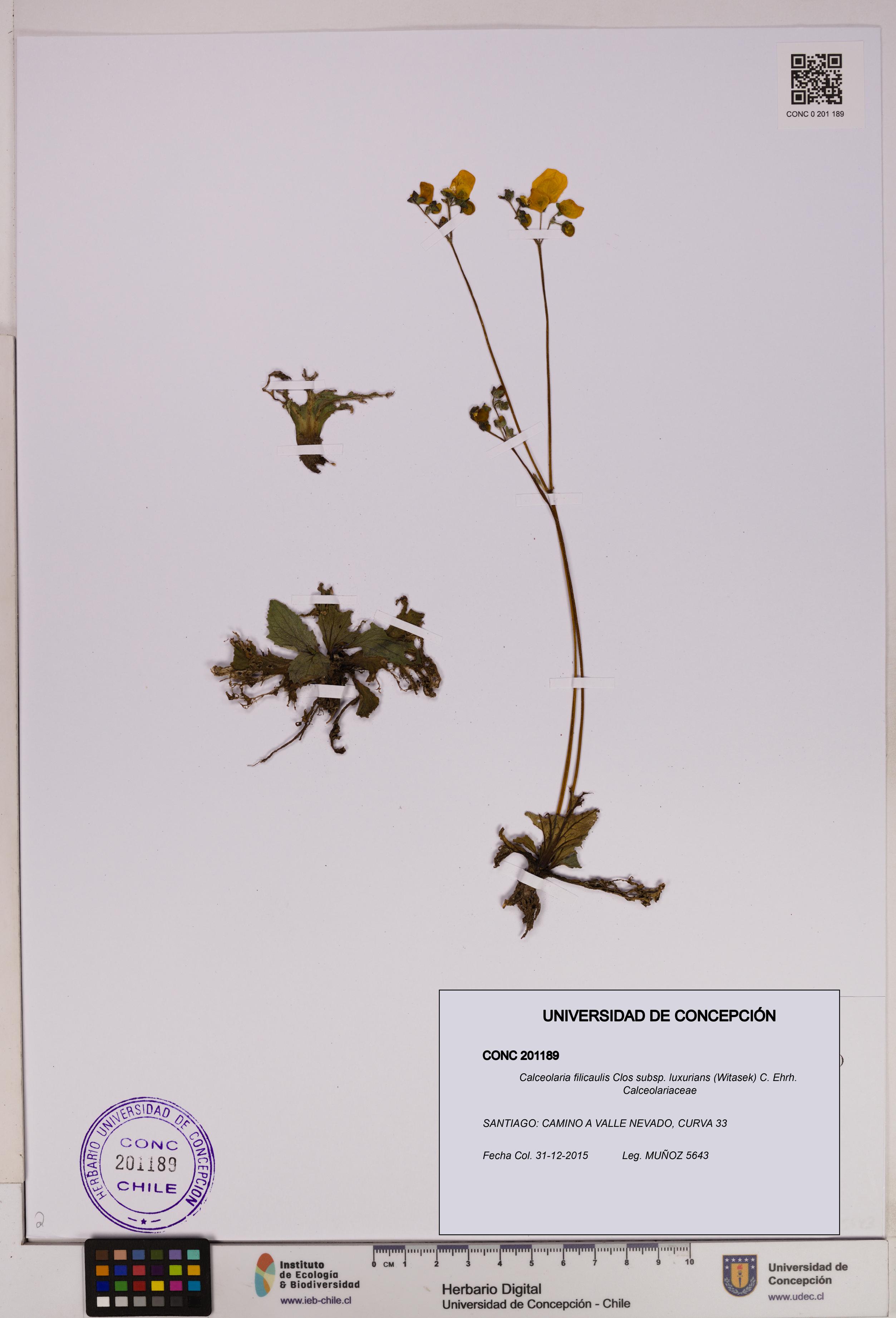 Calceolaria filicaulis subsp. luxurians [Espécimen: UDEC:CONC:0201189]