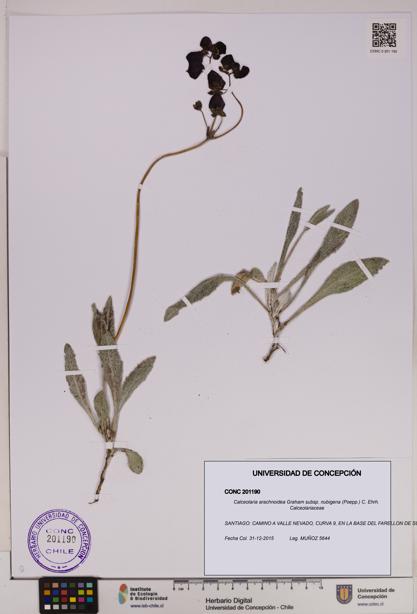 Calceolaria arachnoidea subsp. nubigena [Espécimen: UDEC:CONC:0201190]