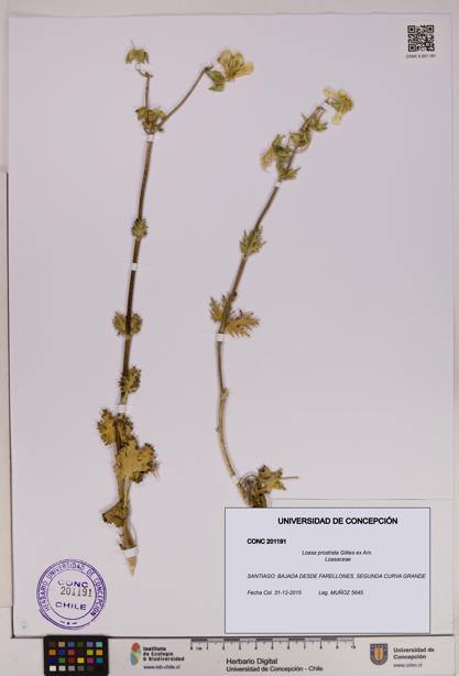 Loasa prostrata [Espécimen: UDEC:CONC:0201191]