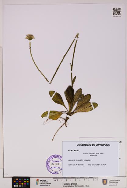 Senecio arnicoides [Espécimen: UDEC:CONC:0201193]