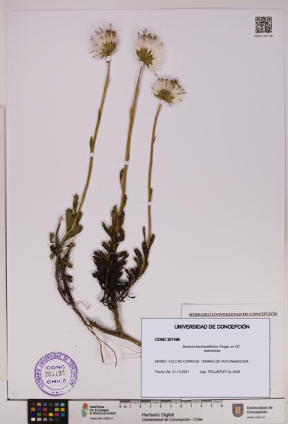 Senecio baccharidifolius [Espécimen: UDEC:CONC:0201195]