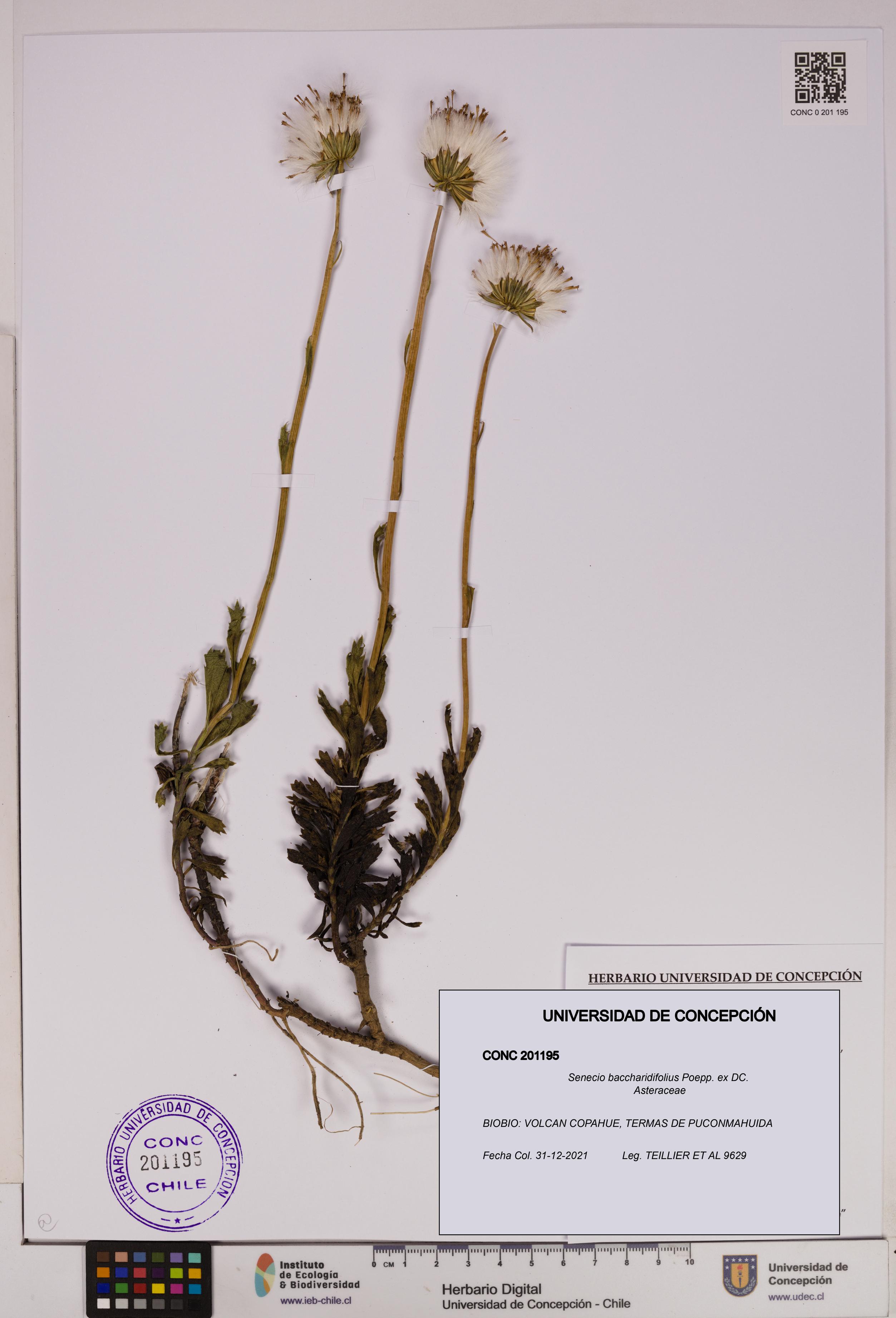 Senecio baccharidifolius [Espécimen: UDEC:CONC:0201195]