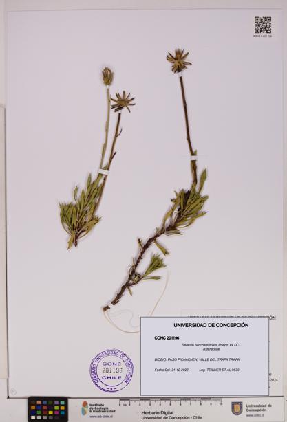 Senecio baccharidifolius [Espécimen: UDEC:CONC:0201196]