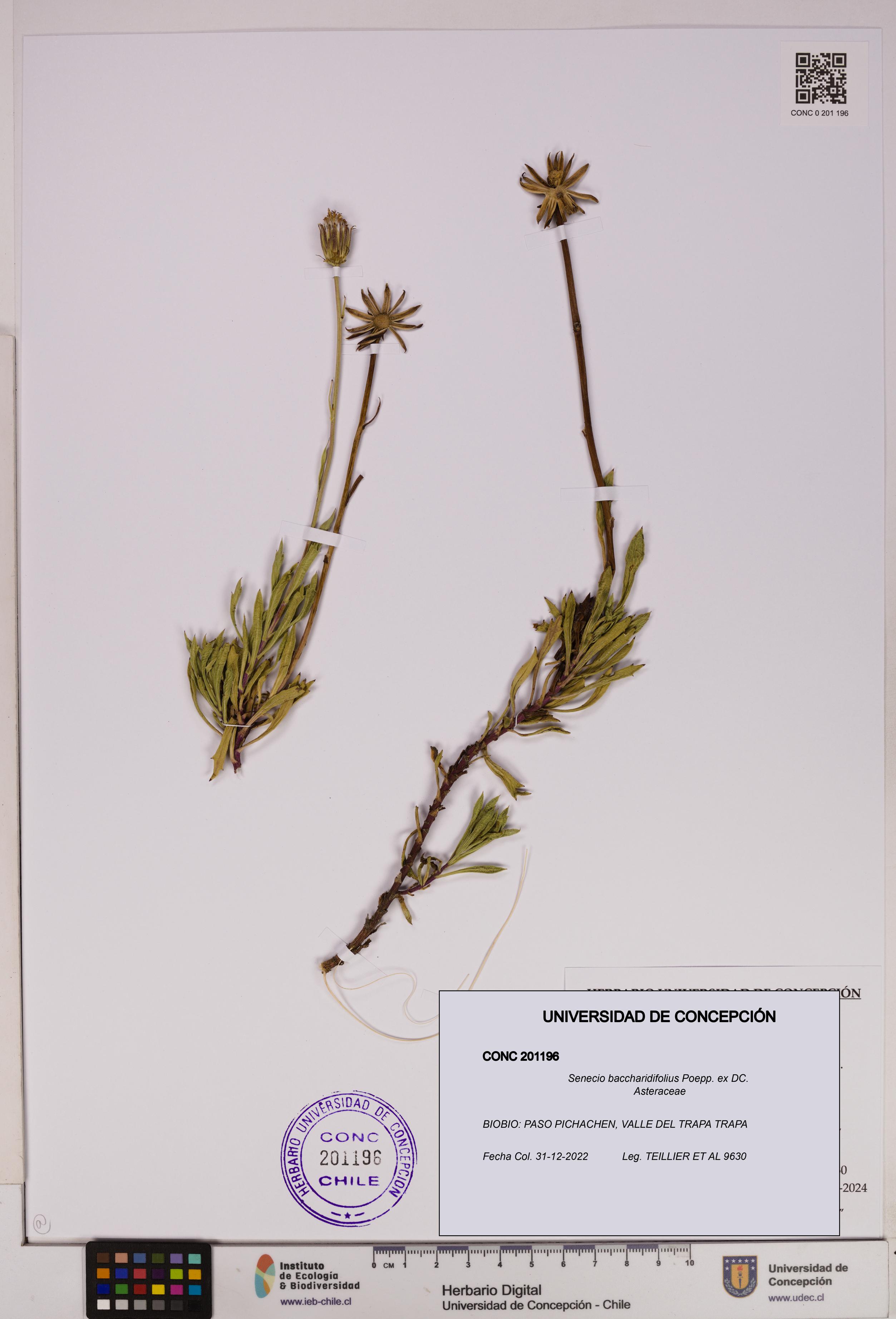 Senecio baccharidifolius [Espécimen: UDEC:CONC:0201196]
