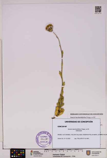 Senecio baccharidifolius [Espécimen: UDEC:CONC:0201197]
